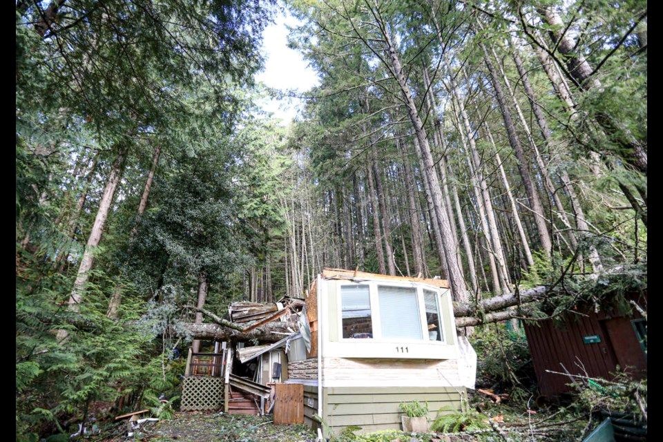 tree-anns-home.jpg