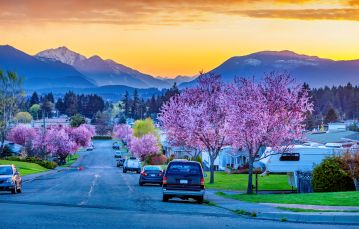 Blossoming Trees
