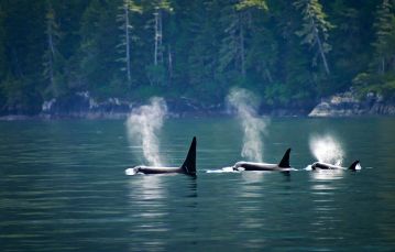 three orca whales 
